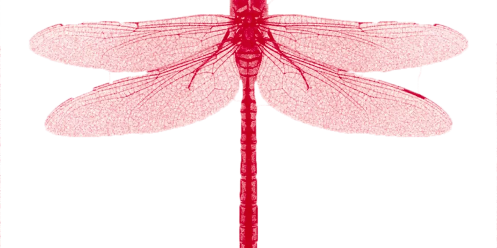 Dragon fly