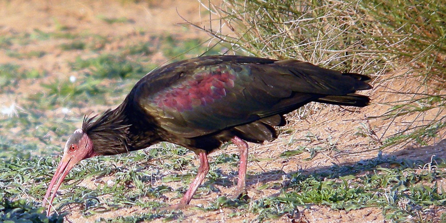 Northern Bald Ibis (Geronticus eremita) Northern Bald Ibis (Geronticus eremita)