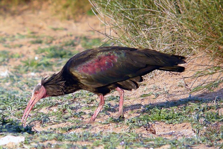 Northern Bald Ibis (Geronticus eremita)