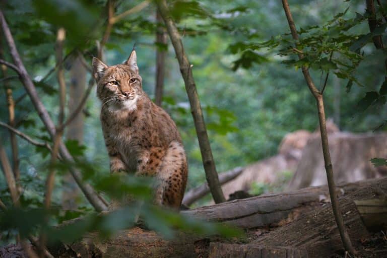 Lynx
